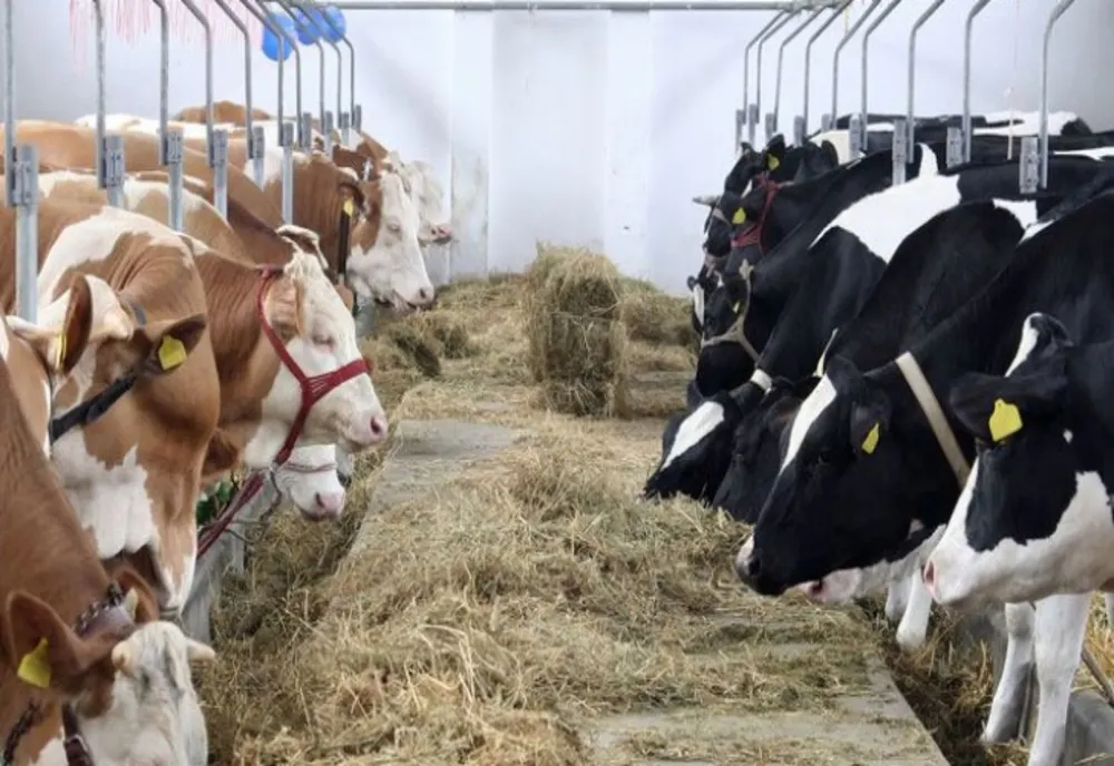 Crescătorii de bovine se luptă pentru a supraviețui. Fermierii abia mai reușesc să reziste pe piață