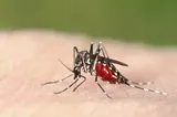 Bilanțul infecțiilor cu virusul West Nile urcă la 10 cazuri în acest sezon. Anunțul INSP