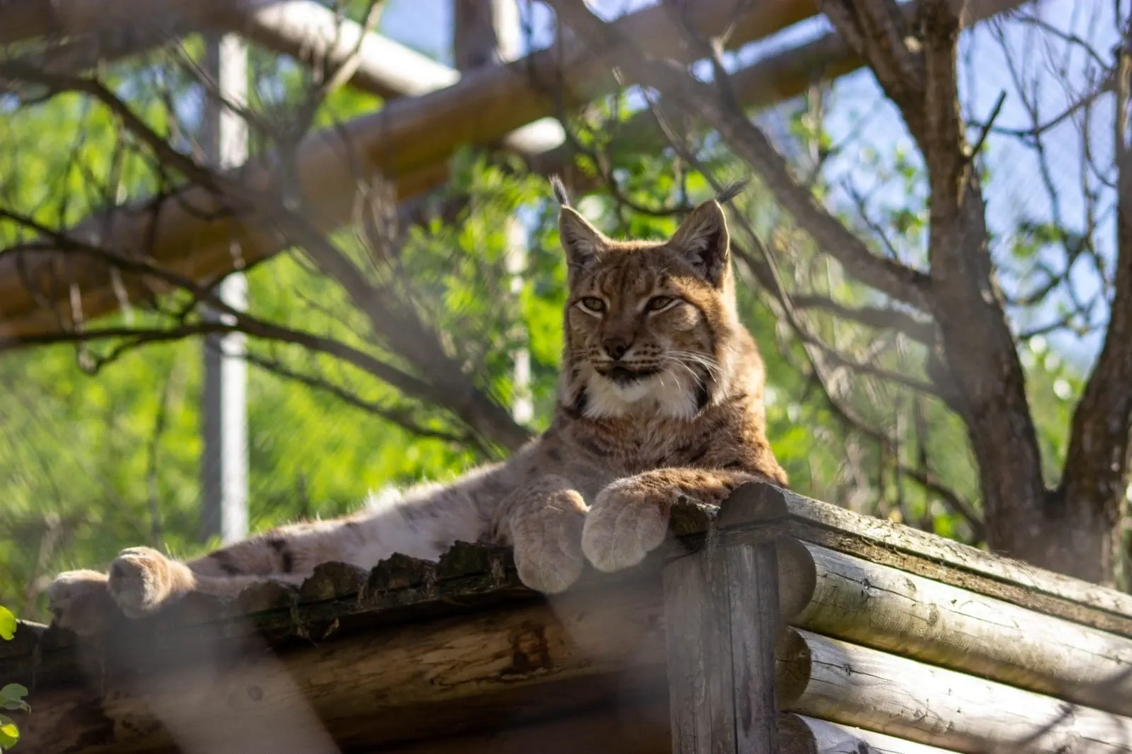 Zoo Brașov