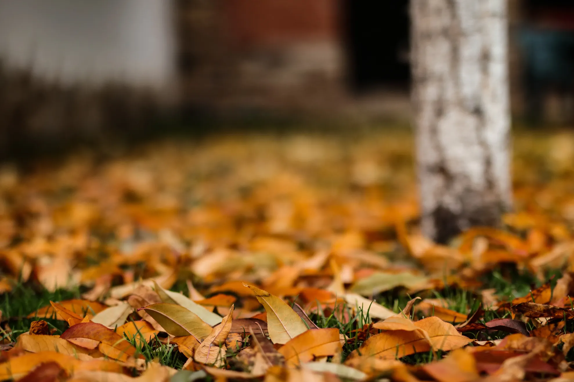 Prognoza meteo ANM